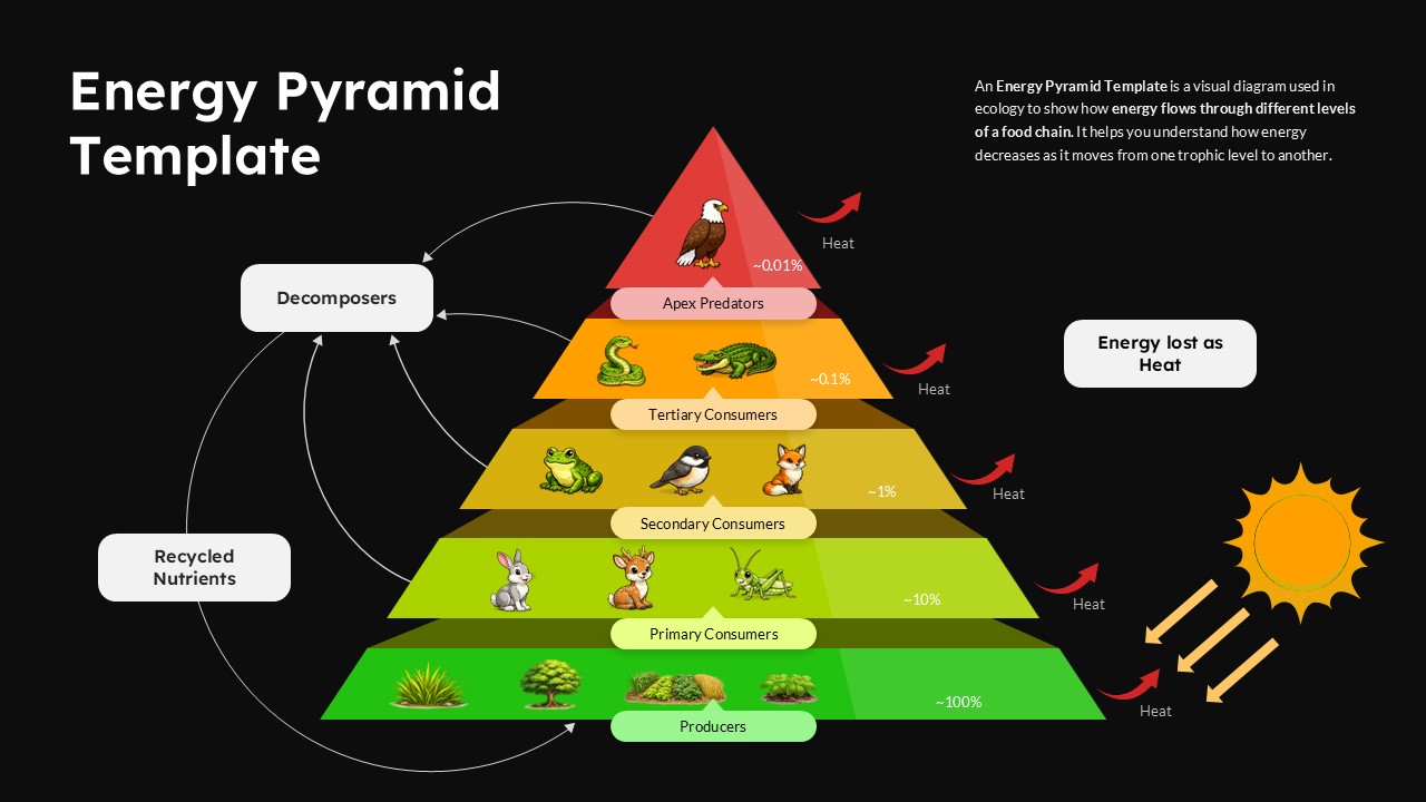 Dark theme energy pyramid slide showing producers to apex predators with heat loss and nutrient recycling in ecosystem