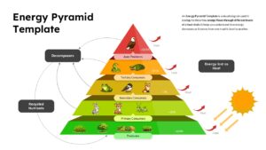 Energy pyramid ecosystem slide showing producers, consumers, apex predators, and heat loss across trophic levels in ecosystem